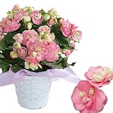 ハッピーガーデン 母の日 大輪薔薇咲き リーガース ベゴニア クリスティーン （桃 房咲き) 5号 鉢植え