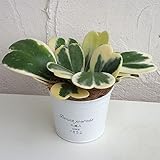 [ギフトに]ホヤ：カーリー（斑入り）3.5号ナチュラルブリキポット ノーブランド品