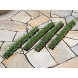 ヒメイワダレソウ(スリット)4本セット 植木 苗木 緑化