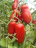 ピンクトマト種子Petrusha Ogorodnikウクライナ家宝NON-GMO