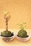 【癒しのミニ盆栽♪お世話も簡単！炭入りでマイナスイオン効果も】　苔玉　6Φ　炭敷き　小鉢　２個セット