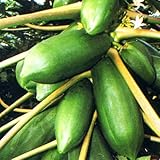 パパイヤ 苗 オキテング 25号 10.5cmポット