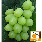 ブドウ：天山（テンザン）挿木苗5号ポット[驚きの大きさ！超大実のぶどう] ノーブランド品