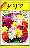 ダリア