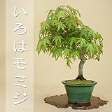 いよじ園 【限定18本】 いろはモミジ 小品盆栽 【雑木盆栽】【父の日ギフト】 ▼ご選択ください,17