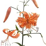 (山野草)オニユリ(鬼百合) 苗 3号(1ポット) 本州・四国限定[生体]