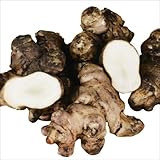 国華園　種芋　キクイモ　1kg【※発送が国華園からの場合のみ正規品です】