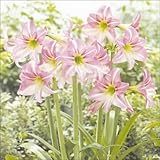 国華園　春植え球根　耐寒性アマリリス　ロリポップ　1球【※発送が国華園からの場合のみ正規品です】