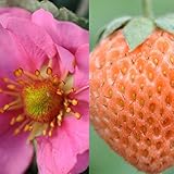 イチゴ：ピーエム　ローズベリー3号ポット 3株セット[New!] ノーブランド品