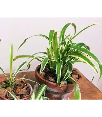 Amazon｜（観葉植物）オリヅルラン 3号（1ポット） 北海道冬季発送