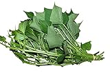 ナルト金時 サツマイモ 苗 芋づる(イモヅル) 3束 [30本]