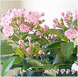 ニオイ桜（におい桜）5号鉢植え：かご付き　誕生日に香りのプレゼント　ピンクの可愛く匂いのいい桜のような花