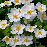 【多年草】　シュウメイギク　オノリーヌ　ジュベール　（秋明菊）　2株セット　【花壇】