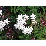 緑のカーテン ハゴロモジャスミン 羽衣素馨(大株) 白花 香りよし 常緑つる性木本