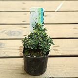 苗：深山霧島つつじ（松月）