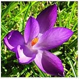 1個サフランフラワー球根、サフランクロッカス球根、サフラン球根（花種ではない）植物花ダークカーキ