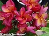 【Premium品種苗】プルメリアのベアルート発根苗 ‘Jade Dragon'（大苗） 栽培セット【スリット鉢・プルメリア専用培養土・栽培説明書つき】