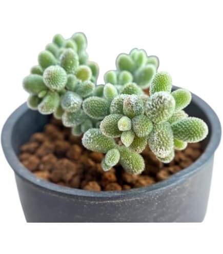 1ポット685円 ドロサンテマム グロボーサム（蜜橘） 7.5cmポット 楽天市場】多肉植物 hmドロサンテマム グロボーサム 蜜橘 ミカン