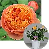 [ギフトに]四季咲中輪バラ：ベビー ロマンティカ5号鉢植え[アンティークタッチのバラ][花蕾付き] ノーブランド品