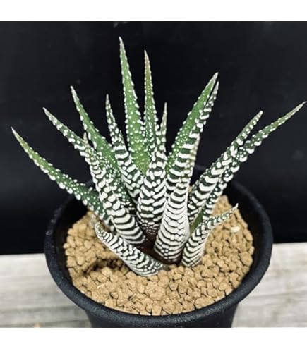 Amazon｜多肉植物：ハオルチア 十二の巻 ゼブラ*｜観葉植物 オンライン通販