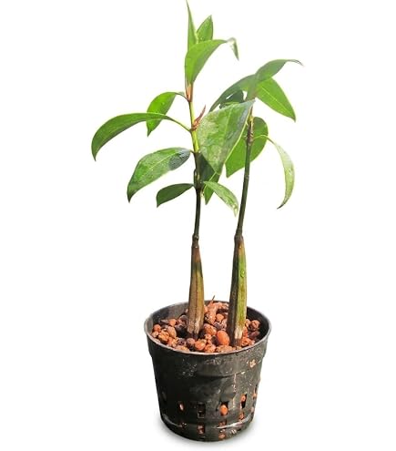 Amazon｜マングローブ オヒルギ 発根あり 苗 観葉植物 海干潟 水槽
