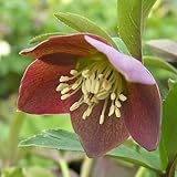 プチドール咲き・小輪 クリスマスローズ　 プレミアムコレクション　 プチドール　和(なごみ)　 9cmポット2016年秋の新苗