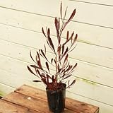 庭木・苗木：ドドナエア・ポップブッシュ プルプレア