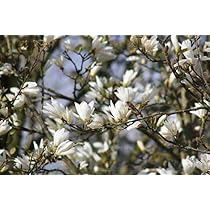 Amazon | コブシ（辛夷、マグノリア、田打ち桜）の種（10粒） | 果物