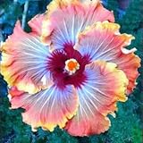 発売中！！！花の鉢植え用の200pcsのハイビスカスの種16kinds HIBISCUS ROSA-シネンシスフラワー種子ハイビスカスの木の種子