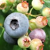 ブルーベリー 苗木 ノビリス（T-100） 13.5cmポット苗 ラビットアイ系 ブルーベリー 苗