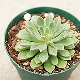 ダリーダール 7.5cmポット セデベリア Sedeveria 'Darley Dale' 福岡県産 多肉植物 多肉 観葉植物 インテリアグリーン 寄せ植えに