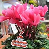 シクラメン 鉢植え 5号かご付き 香りのするシクラメン 誕生日に贈る花 お歳暮花ギフト