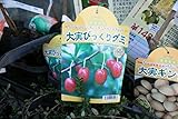 【果樹苗】【接木】　大実びっくりグミ　一年生　【送料込価格】