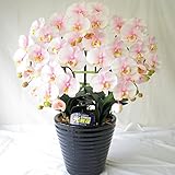 花 胡蝶蘭 花 光触媒　ライトピンク 誕生日プレゼント 開店・開業の贈り物・ギフト・プレゼントに最適。お部屋をきれいにする、防菌・防臭効果。本物と見違える程のハイクオリティーの 光触媒　胡蝶蘭 造花 