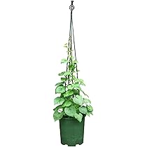 鉄製植物ディスプレイフレーム Amazon.co.jp: フラワーディスプレイスタンド、3レイヤーの花屋