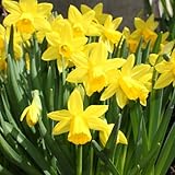 ミニスイセン 水仙 ティタティタ テタテート 2ポットセット 9cmポット苗