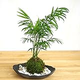 いつでもリゾート気分を味わえる苔玉【テーブルヤシの苔玉・炭化焼締器セット】 (敷石の色（白）)