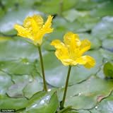 (ビオトープ/水辺植物)アサザ(5ポット) 本州・四国限定[生体]