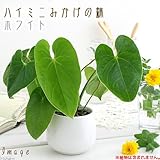 ハイミニみかげの鉢 ホワイト(φ9.5×H9.0cm)(ハイドロ苗9φに対応)