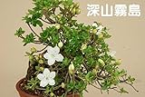 いよじ園 　【小品盆栽 ミニ盆栽】 深山キリシマ （白花）【花物盆栽】【雑木盆栽】