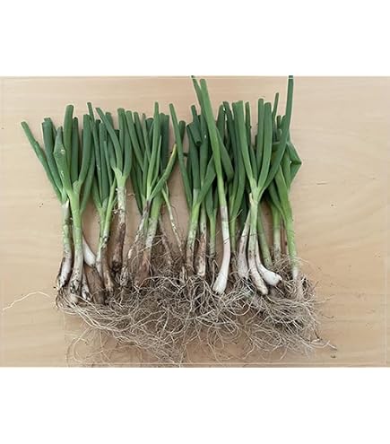 Amazon.co.jp: 日光種苗 坊主しらずねぎの苗 2ポットセット : DIY