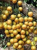 Baccaurea ramiflora Burmese grape 10 Seeds ThailandMrk