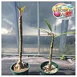 【アウトレット特価】美花を咲かせるハイブリッド種のプルメリア 苗木（4号スリット鉢）