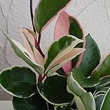 ホヤ カルノーサ[サクララン]：リップカラー3号ポット苗2株セット ノーブランド品