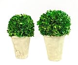Galt International Naturally Preserved Real Boxwood Ball Topiary Plants with Restoration Style Pots 