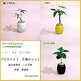 「ご神木　ナギの木、パキラ、コーヒーの木」　陶房「うさぎ庵」オリジナル陶器付き　3個セット