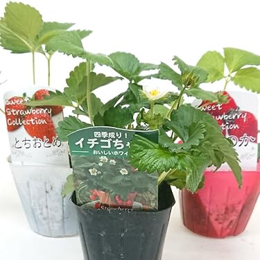 Amazon.co.jp 最新リリース: 園芸用種・苗 の新着ランキングです。