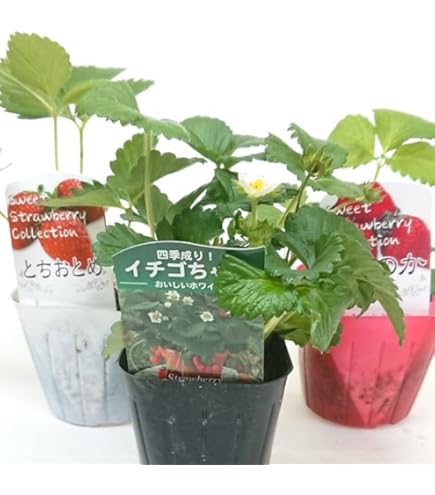 Amazon | 苺（イチゴ） とちおとめの苗（3苗セット） | 野菜