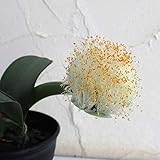 マユハケオモト4号ポット[眉刷毛万年青 ハエマンサス・アルビフローラ] ノーブランド品