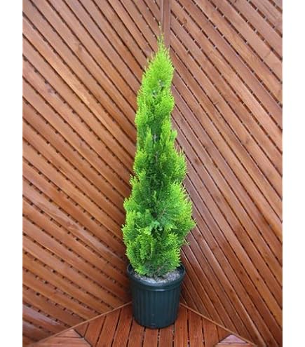 Amazon.co.jp: エレガンテシマ4本セット（コニファー） ～グリーン系